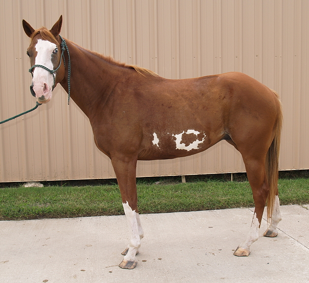 Witt's End Ranch Registered Paint Horses